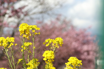 河津桜と菜の花