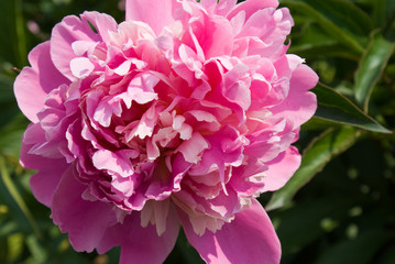 Peony