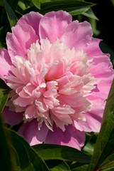 Peony