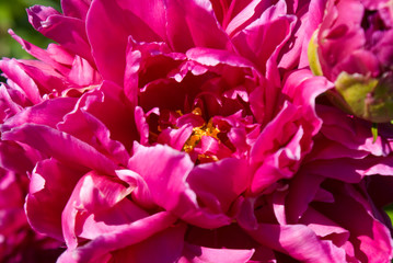 Peony