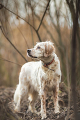 Dog in nature portrait