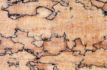 A closeup of spalted maple, a fungal growth