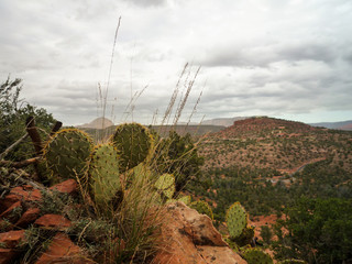 Cactus on the mountains in Sedona, 'red country', Arizona