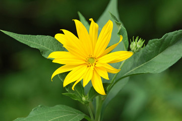 Jerusalem artichoke or girasol (Helianthus tuberosus)