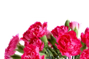 Pink Carnation on White Background