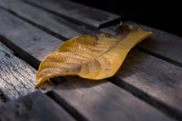 A yellow leaf in the sun light. The ray of the light shade on it to make a shadow. Old wooden floor...