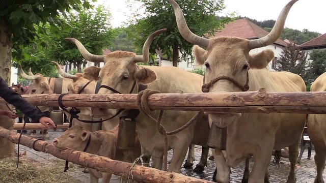 Vacas y ternero en la feria