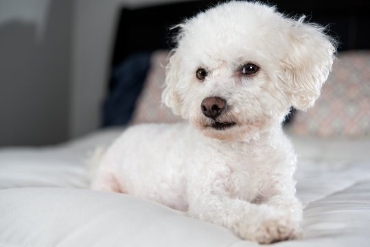 White bichon frise on white comforter on bed in bedroom