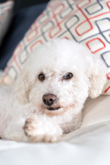 White Bichon Frise on a bed with white comfortor 