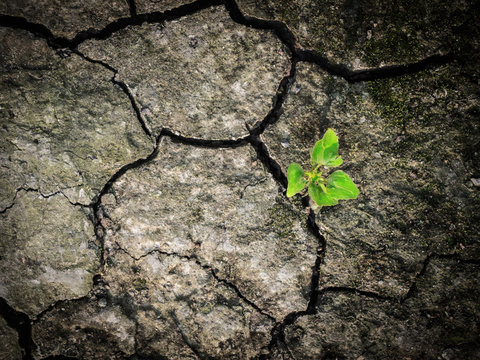 Little Tree Survive On Dry Solid Ground