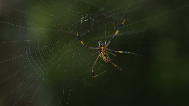 4K Golden Silk Orbweaver (Nephila clavipes) female spinning its web 1