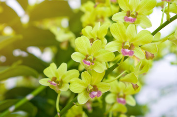 Streaked orchid flowers. Beautiful orchid
