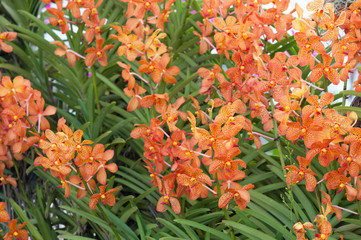 Streaked orchid flowers. Beautiful orchid background