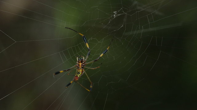 4K Golden Silk Orbweaver (Nephila clavipes) female spinning its web 2
