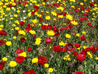 Naklejka premium Ramat Gan Park the wild flowers 2007