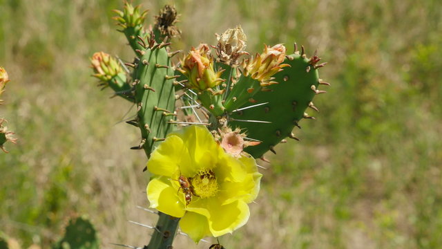 4K Ocala Prickly Pear Cactus (Opuntia ammophila) 1