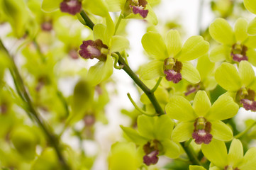 Streaked orchid flowers. Beautiful orchid
