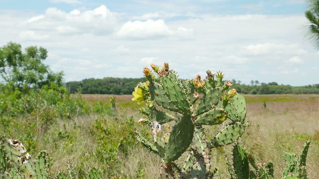 4K Ocala Prickly Pear Cactus (Opuntia ammophila) 2