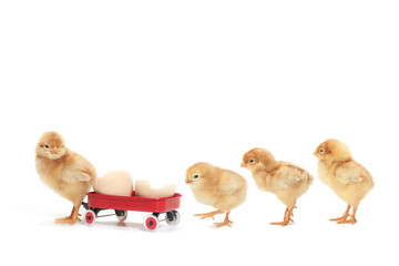 ヒヨコの行進 © Tsuboya