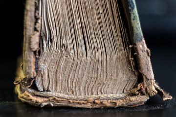 back of the ancient book