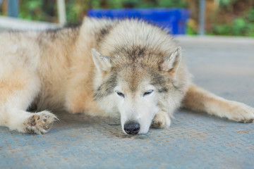 Big dog relaxing on the stone floor.