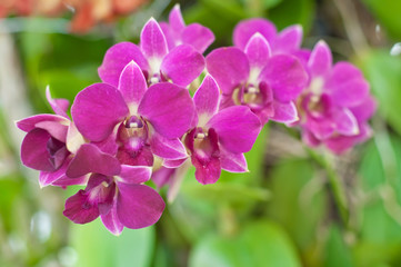 Fototapeta na wymiar Beautiful purple orchid