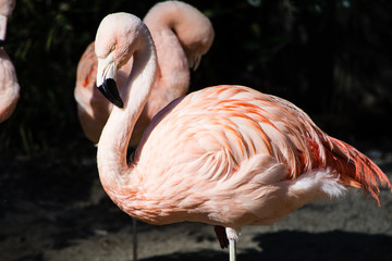 Pink Flamingo