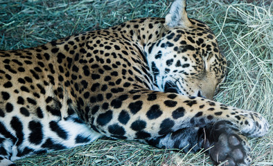 Sleeping Jag