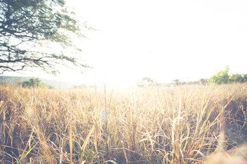 逆光,草むら