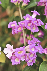 Garlic vine violet flower