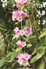Garlic vine violet flower