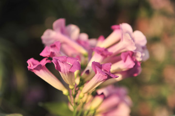 Garlic vine violet flower