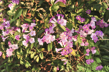 Garlic vine violet flower