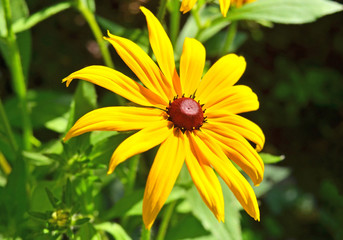 Yellow rudbeckia flower