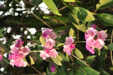Garlic vine violet flower