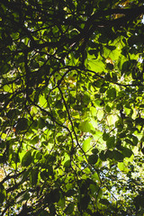Fototapeta premium Green foliage backlit background