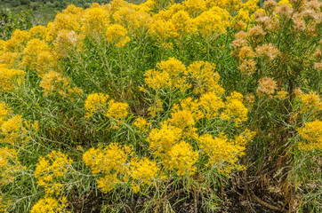 Rabbitbrush (Ericameria nauseosa) with both fresh and dying blossoms