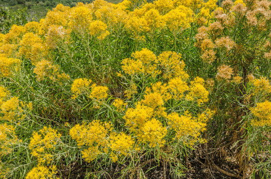Rabbitbrush (Ericameria nauseosa) with both fresh and dying blossoms