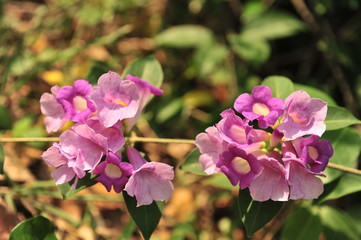 Naklejka premium Garlic vine violet flower