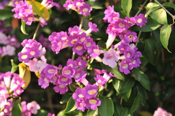 Garlic vine violet flower