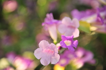 Fototapeta na wymiar Garlic vine violet flower