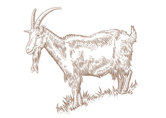 Goat on the hillside
