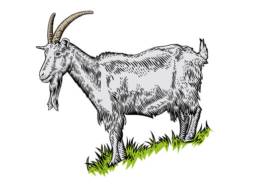 realistic goat drawing