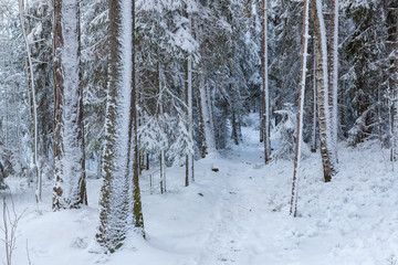 Snowy forest after blizzard