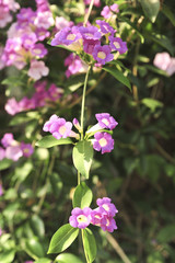 Obraz premium Garlic vine violet flower