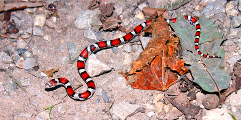 Red Milk Snake (Lampropeltis triangulum syspila) inhabiting the forests of southern Illinois