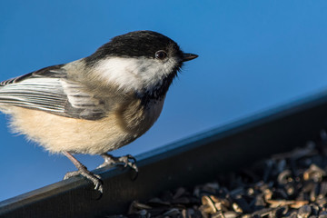 A black-capped chickadee, Poecile atricapillus, perched on a feeder.