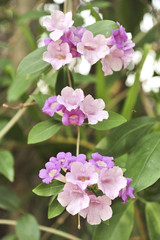 Garlic vine violet flower