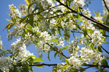 Bird-cherry flowers on tree branches