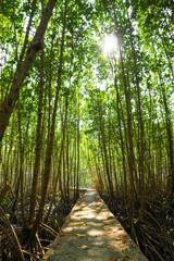 Mangroves tree in the botanical garden